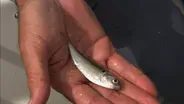 Live Bait | Gear Time