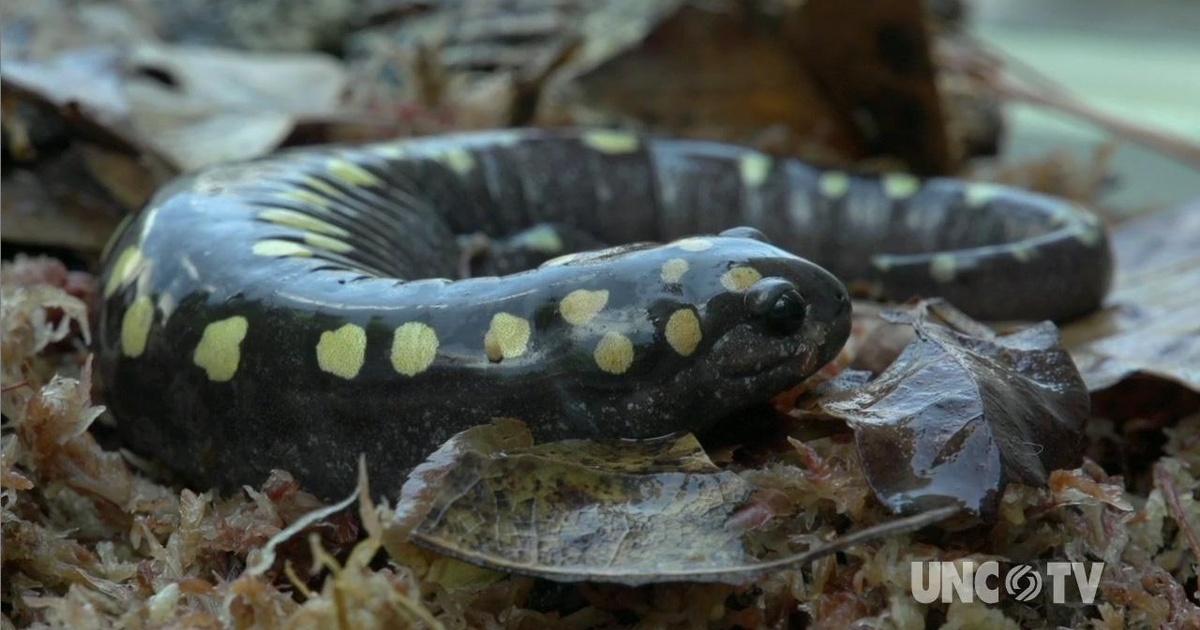 Exploring North Carolina Salamanders as Canaries Season 1100 Episode 1101 PBS