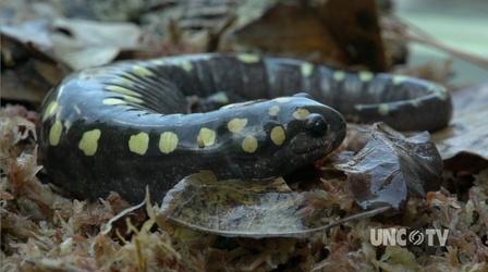 Video thumbnail: Exploring North Carolina Salamanders as Canaries