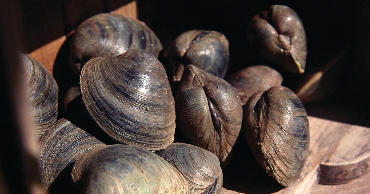 To catch a clam: Nets placed to reinvigorate Gloucester flat, News