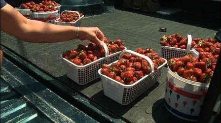 Video thumbnail: Flavor NC Carrigan Farms Strawberries