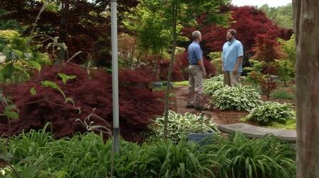Video thumbnail: In the Garden Magnificent Maples