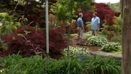 Magnificent Maples