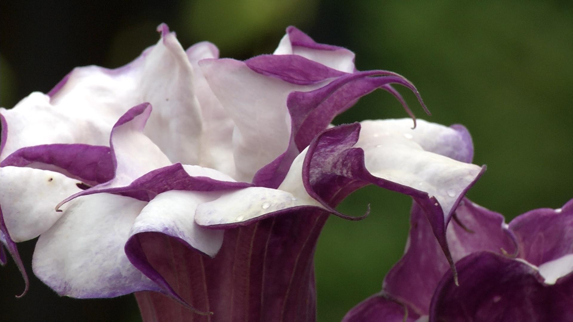 In The Garden Plant Of The Week Double Purple Datura Jimson Weed Pbs