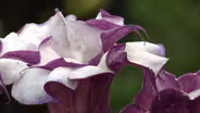 Plant of the Week-Double Purple Datura/ Jimson Weed