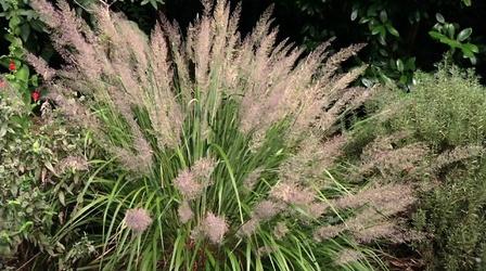 Video thumbnail: In the Garden Plant of the Week-Korean Feather Reed Grass