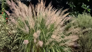 Plant of the Week-Korean Feather Reed Grass
