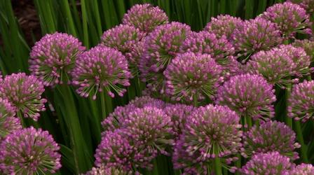 Video thumbnail: In the Garden Plant of the Week-Ornamental Onion