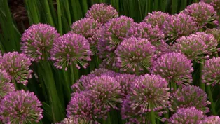 Plant of the Week-Ornamental Onion