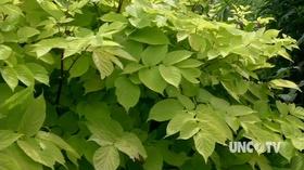 Video thumbnail: In the Garden Plant of the Week- Sun King Aralia Aralia cordata ‘Sun