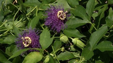 Video thumbnail: In the Garden Plant of the Week- Incense Passion Flower