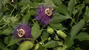 Plant of the Week- Incense Passion Flower