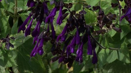 Video thumbnail: In the Garden Plant of the Week- Friendship Sage