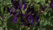 Plant of the Week- Friendship Sage