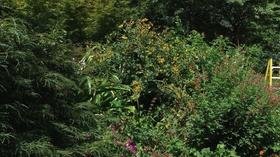 Video thumbnail: In the Garden Henry Eilers Sweet Black-eyed Susan