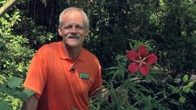 Video thumbnail: In the Garden Scarlett Rose Hibiscus