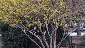 Video thumbnail: In the Garden Plant of the Week: Cornelian-Cherry Dogwood