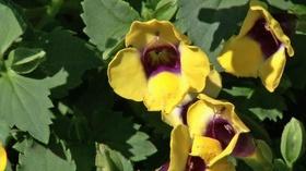 Video thumbnail: In the Garden Plant of the Week: Wishbone Flower / Catalina Gilded Grape