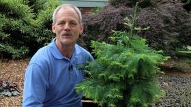 Video thumbnail: In the Garden Plant of the Week - Episode 801