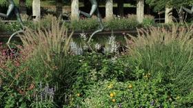 Video thumbnail: In the Garden Plant of the Week Episode 803
