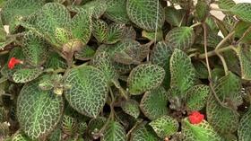 Video thumbnail: In the Garden Plant of the Week: Ric Rac Flame Violet
