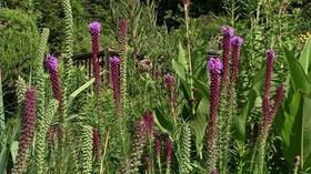 Video thumbnail: In the Garden Plant of the Week: Blazing Star / Gayfeather