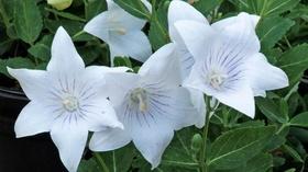 Video thumbnail: In the Garden Plant of the Week: Fairy Snow Balloon Flower