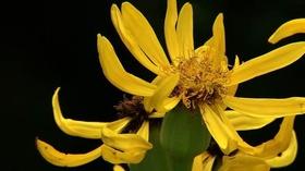 Video thumbnail: In the Garden Plant of the Week: Chinese Dragon Ligularia