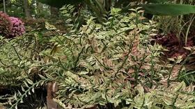 Video thumbnail: In the Garden Plant of the Week: Variegated Devil's Backbone