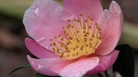 Video thumbnail: In the Garden Common Name: Plant of the Week: Pink Yuletide Camellia