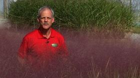 Video thumbnail: In the Garden Plant of the Week Episode 811