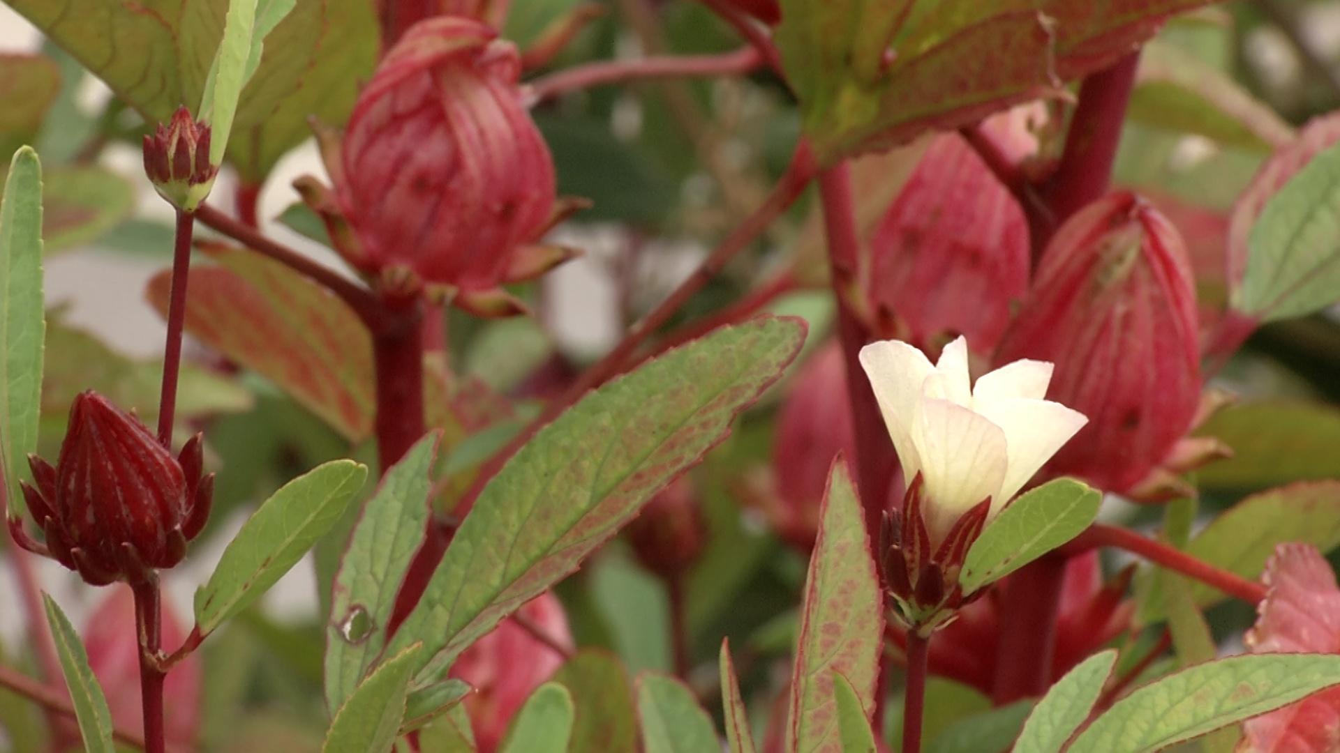 roselle plant growing
