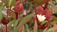 Plant of the Week: Roselle  Hibiscus sabdariffa  ‘Roselle’
