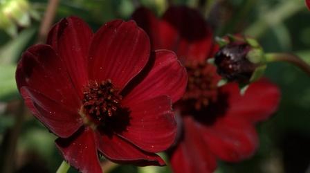 Video thumbnail: In the Garden Plant of the Week: Chocamocha Cosmos