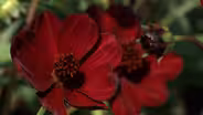 Plant of the Week: Chocamocha Cosmos