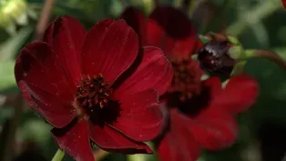 Plant of the Week: Chocamocha Cosmos