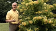 Rising Sun Redbud Cercis canadensis ‘ The Rising Sun’