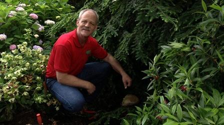 Video thumbnail: In the Garden Layering in the Landscape