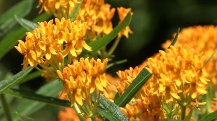 Video thumbnail: In the Garden Plant of the Week: Hello Yellow Butterfly Weed