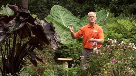Video thumbnail: In the Garden Fantastic Foliage