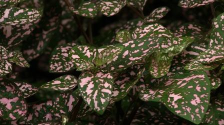 Video thumbnail: In the Garden Plant of the Week Pink Polka Dot Plant Hypoestes phyllostach