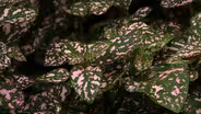 Plant of the Week Pink Polka Dot Plant Hypoestes phyllostach