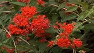 Plant of the Week Firecracker Bush Bouvardia ternifolia