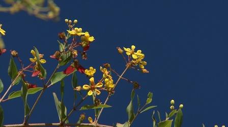 Video thumbnail: In the Garden Plant of the Week: Redwing Heteropterys glabra