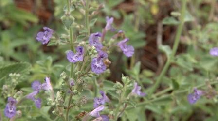 Video thumbnail: In the Garden Plant of the Week: Walker’s Low Catmint Nepeta x faassenii ‘