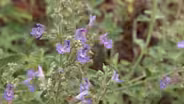 Plant of the Week: Walker’s Low Catmint Nepeta x faassenii ‘