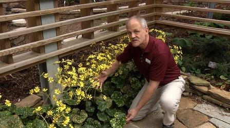 Video thumbnail: In the Garden Plant of the Week: Leopard Plant Farfugium japonicum 