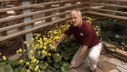 Plant of the Week: Leopard Plant Farfugium japonicum 