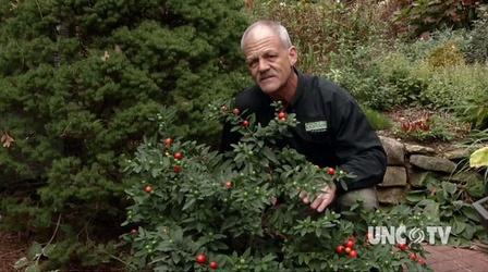 Video thumbnail: In the Garden Plant of the Week: Jerusalem Cherry