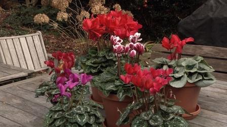 Video thumbnail: In the Garden Plant of the Week: Florist Cyclamen, Cyclamen persicum